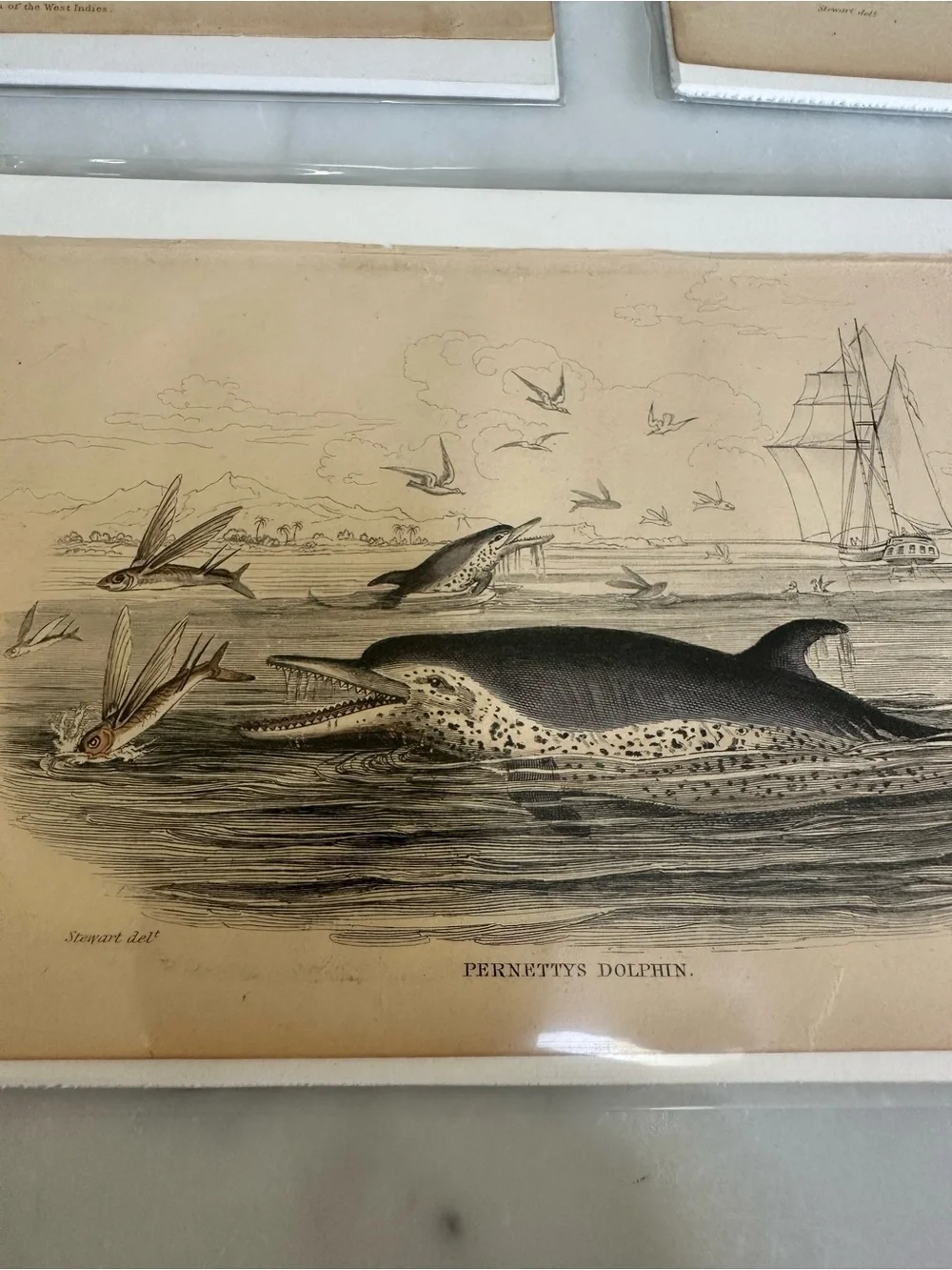 1800s Jardines The Naturalist’s Library Library Lynx, Manatee, Dolphin Prints
